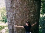 Kauri Tree Hilary Hugging.JPG (110 KB)